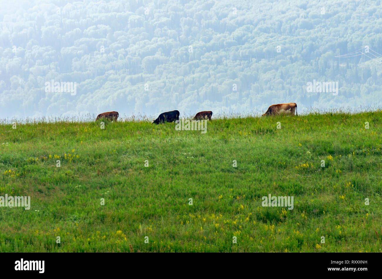 Kühe, Tiere außerhalb der Zugriff auf natürliche Weide grasen Während der Saison in den Bergen suchen. Der ökologische Landbau Konzept Stockfoto