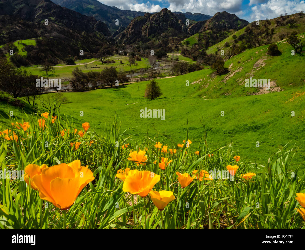 Atemberaubende Felder von Kalifornien Mohnblumen wiederherstellen nach der Woolsey Brand in Malibu Creek State Park, Southern California USA Stockfoto