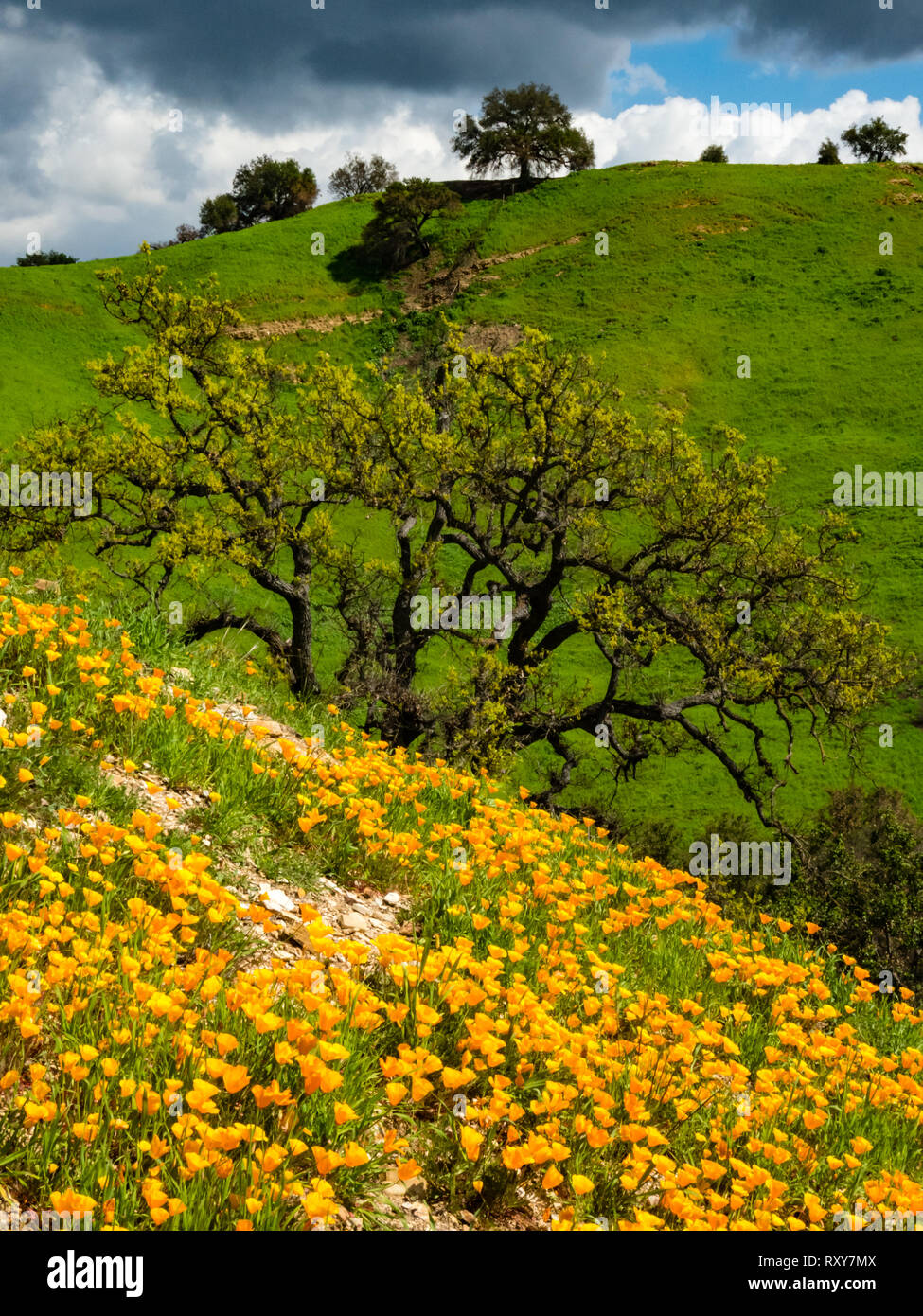 Atemberaubende Felder von Kalifornien Mohnblumen wiederherstellen nach der Woolsey Brand in Malibu Creek State Park, Southern California USA Stockfoto