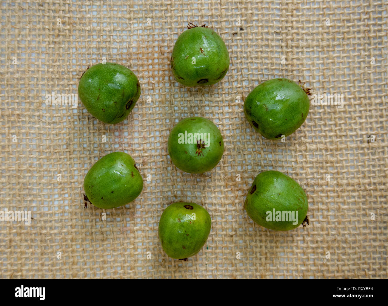 Frisches Grün Sommer kiwiberries im hessischen Hintergrund Stockfoto