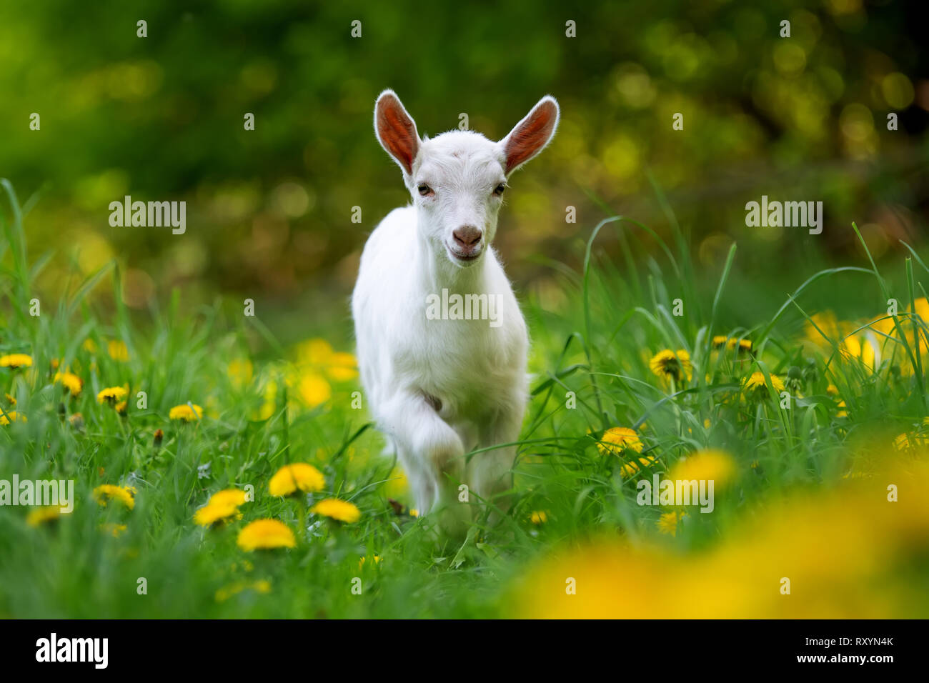 Weiß baby Ziege stehend auf grünem Gras mit gelben Blumen Stockfoto