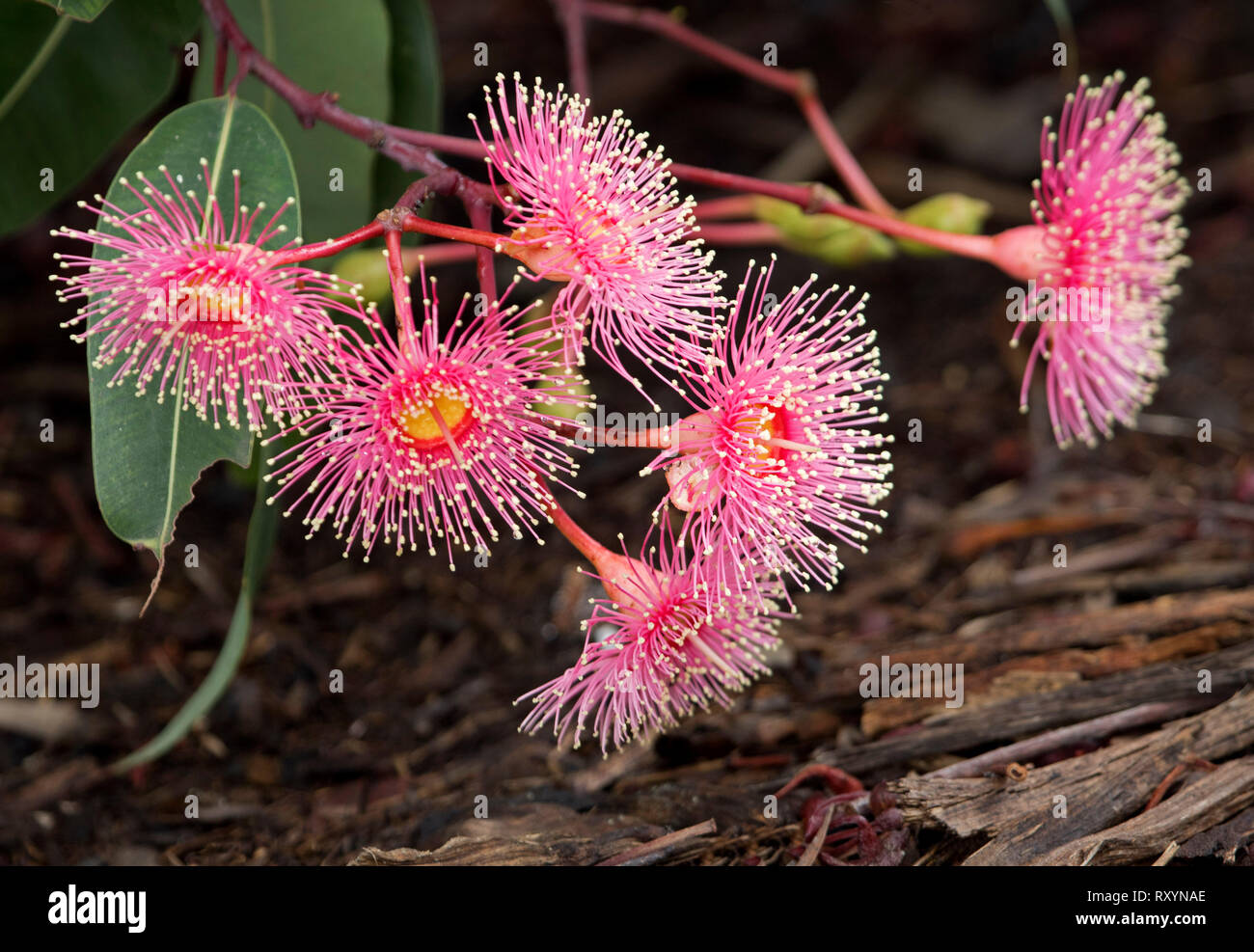 Cluster von schönen roten Blumen und grüne Blätter der Australischen Gum Tree, Eucalyptus ficifolia Corymbia/gegen dunkelbraunen Hintergrund Stockfoto