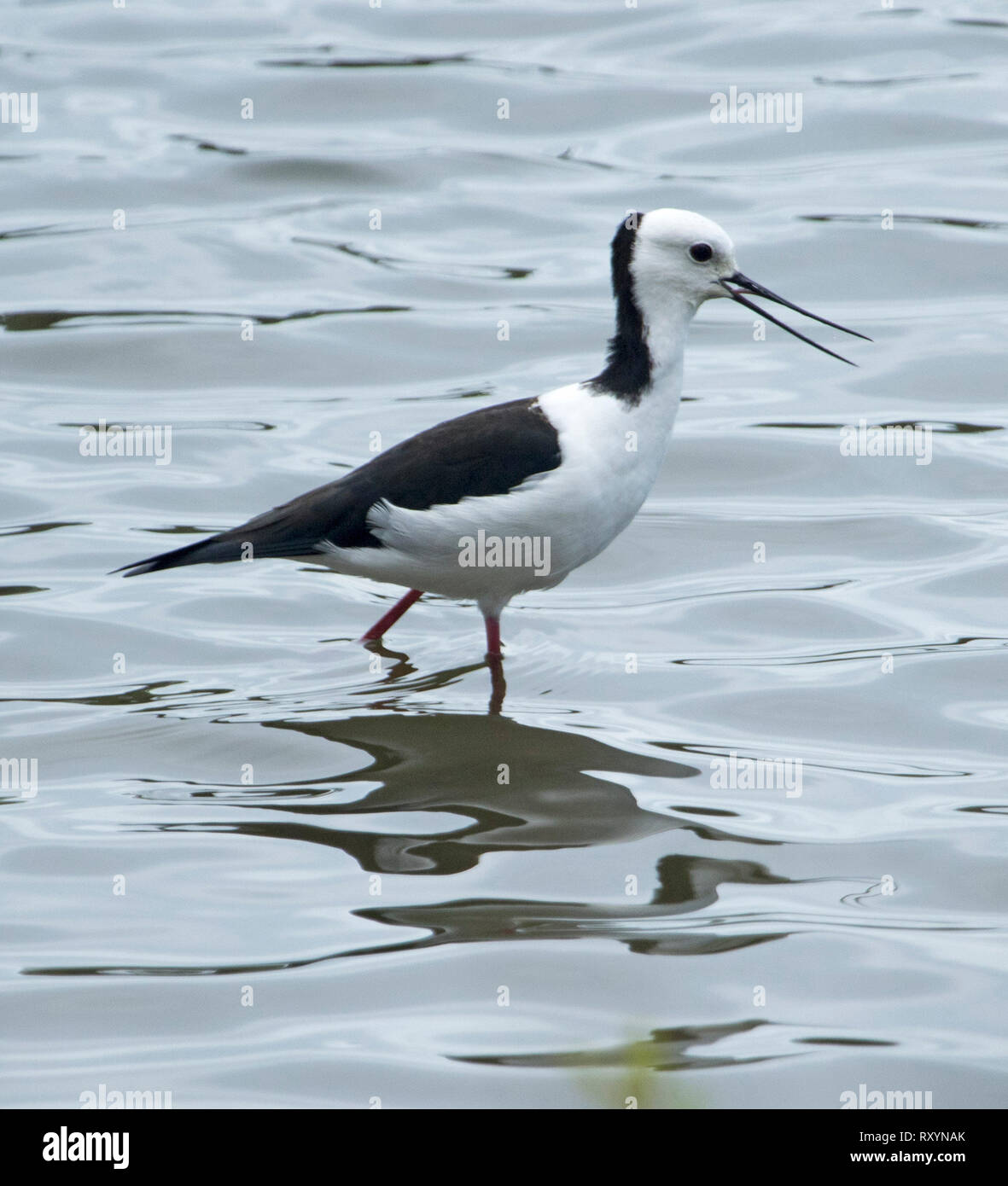 Australian pied/Schwarz - geflügelte Stelzenläufer, Himantopus himantopus, mit Rechnung öffnen und langen roten Beine, in ruhigem Wasser waten. Stockfoto