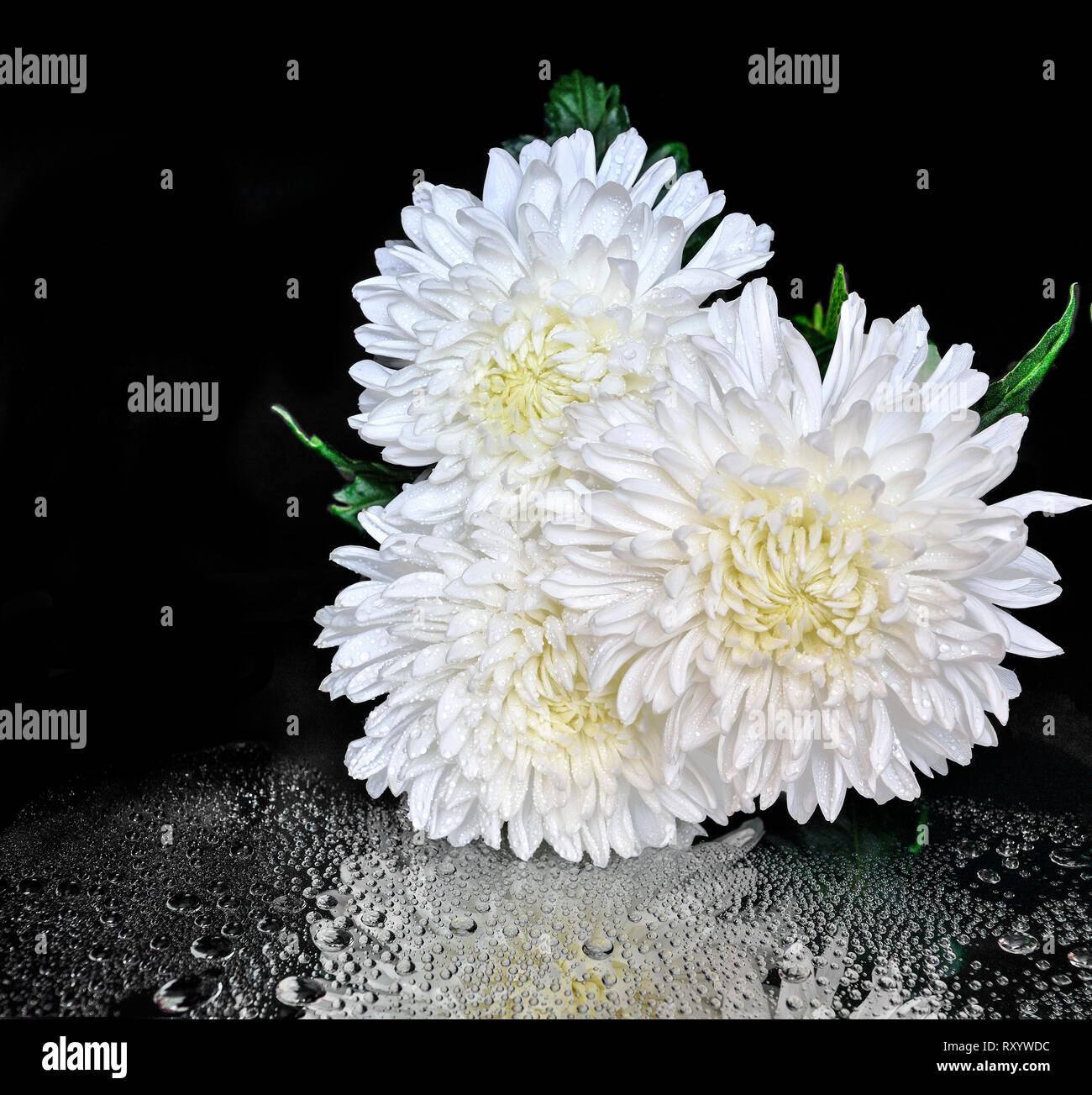 Drei schöne weiße Tau chrysantheme Blumen auf schwarzem Hintergrund mit Wassertropfen und Reflexion. Konzept von Reinheit, Harmonie und Frische für helt Stockfoto