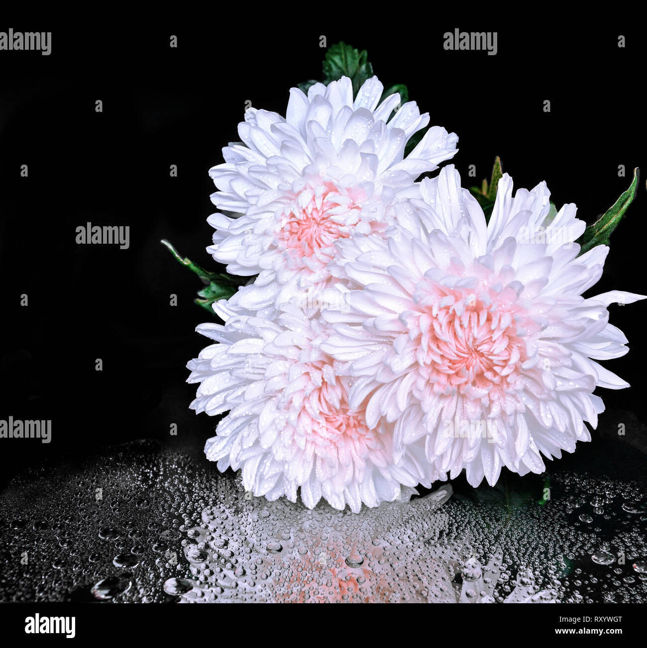 Drei weiße Tau chrysantheme Blüten mit rosa Zentrum auf schwarzem Hintergrund mit Wassertropfen und Reflexion. Konzept von Reinheit, Harmonie und Frische f Stockfoto