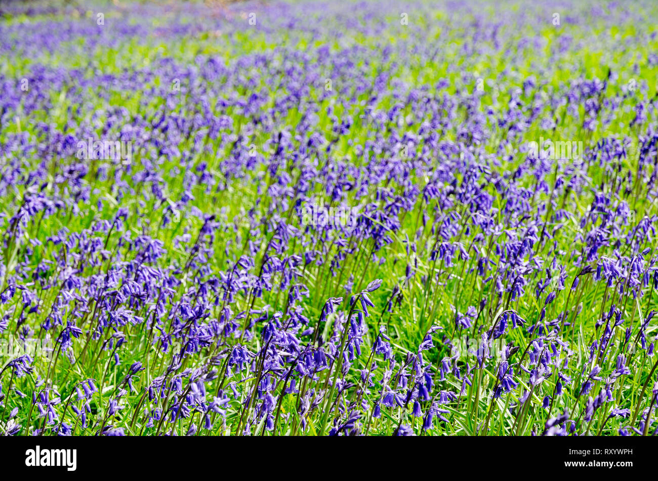 Waldland Glockenblumen Stockfoto