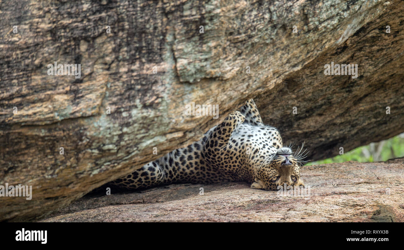 Leopard auf einem Felsen. Die Frau aus Sri Lanka leopard. Wissenschaftlicher Name: Panthera pardus kotiya. Sri Lanka. Yala National Park. Stockfoto