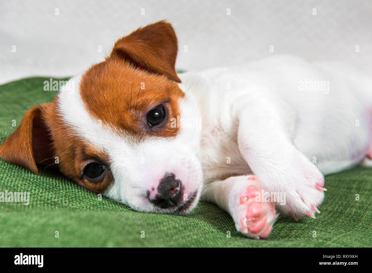 Welpen schlafen auf der Couch, der Hund krank. Stockfoto