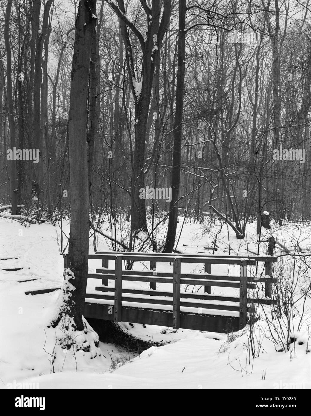 Verschneite Holzsteg in Gransden und Waresley Holz Cambridgeshire England Stockfoto