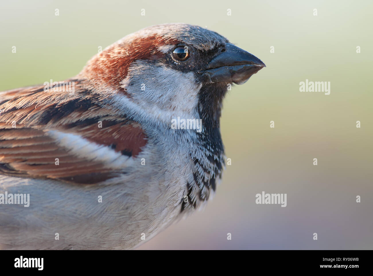 Haussperling Nahbereich Portrait mit nassen Schnabel Stockfoto