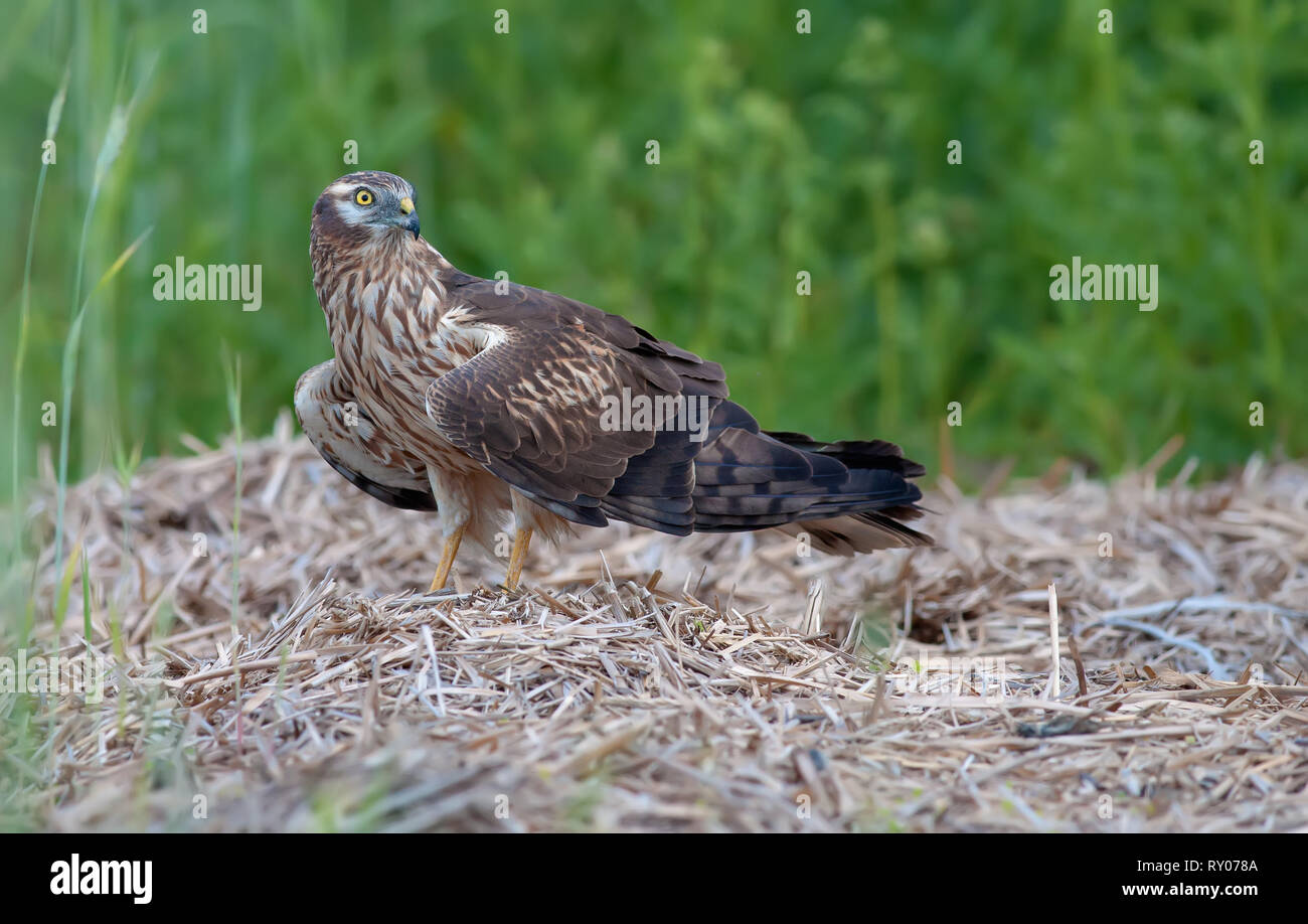 Montagues harrier Weiblichen liegt bei liegendem Flügel Stockfoto