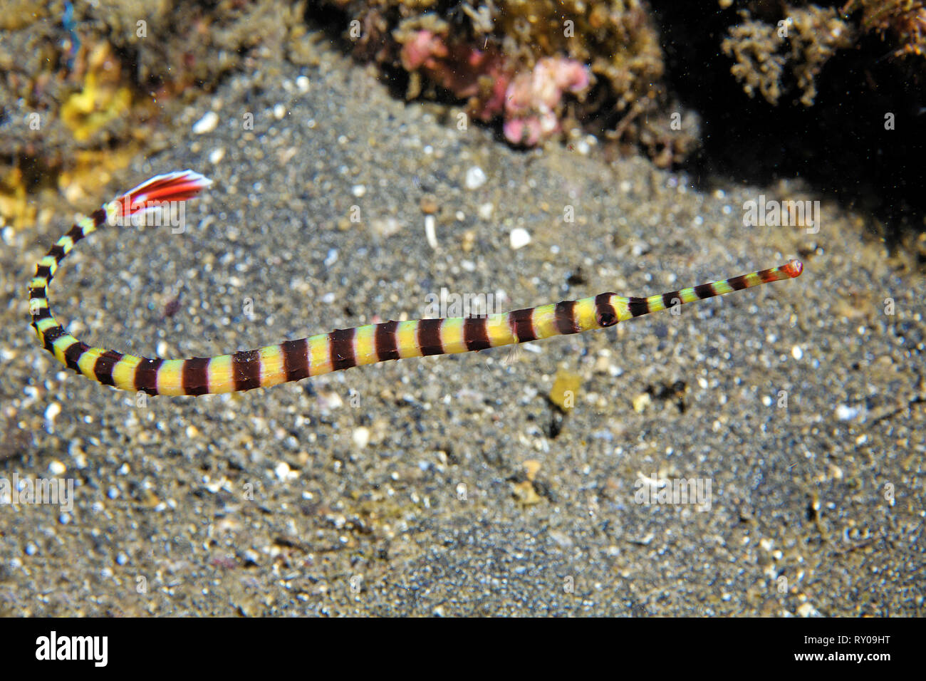 Gebänderte Seenadeln oder Beringt Seenadeln (Doryrhamphus dactylioporus), Lembeh Strait, Sulawesi, Indonesien Stockfoto