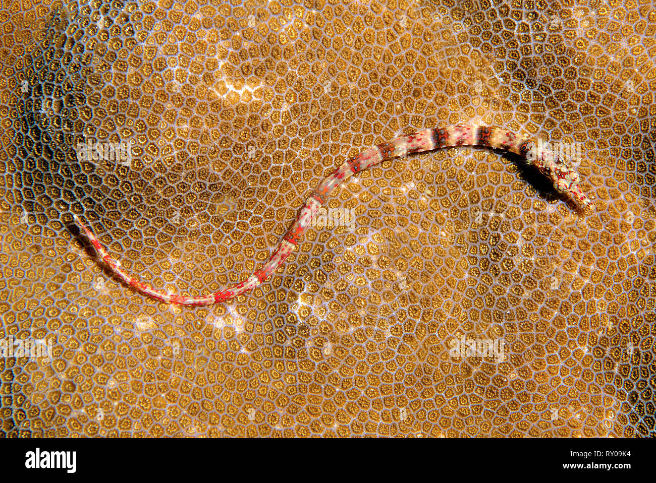 Lembeh Seenadeln oder Orange spotted Seenadeln (corythoichthys Ocellatus) auf einer Steinkoralle, Liburan, den Molukken, Indonesien Stockfoto