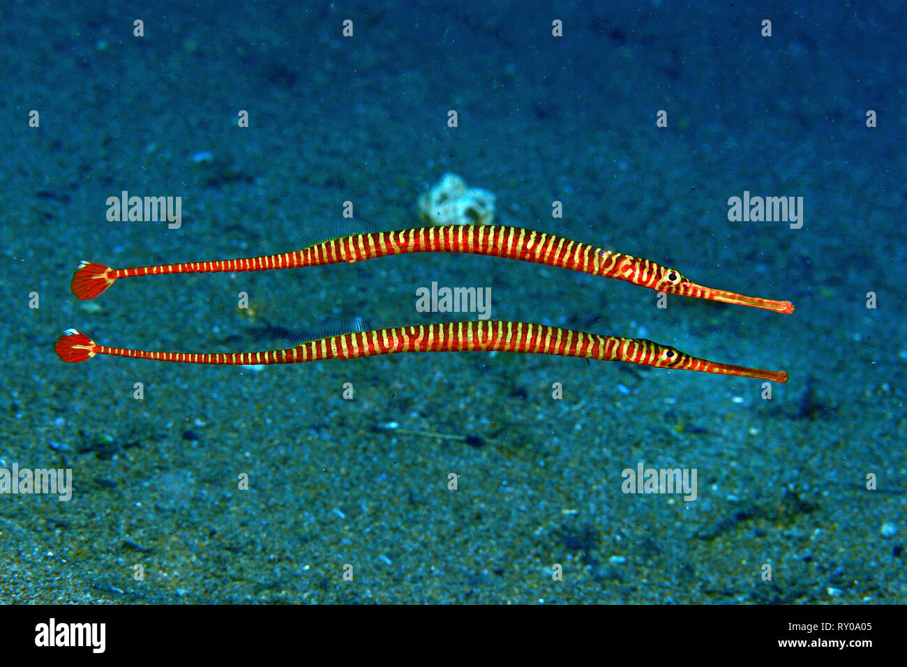 Yellowbanded Seenadeln (Doryrhamphus pessuliferus), Sabang Beach, Mindoro, Philippinen Stockfoto