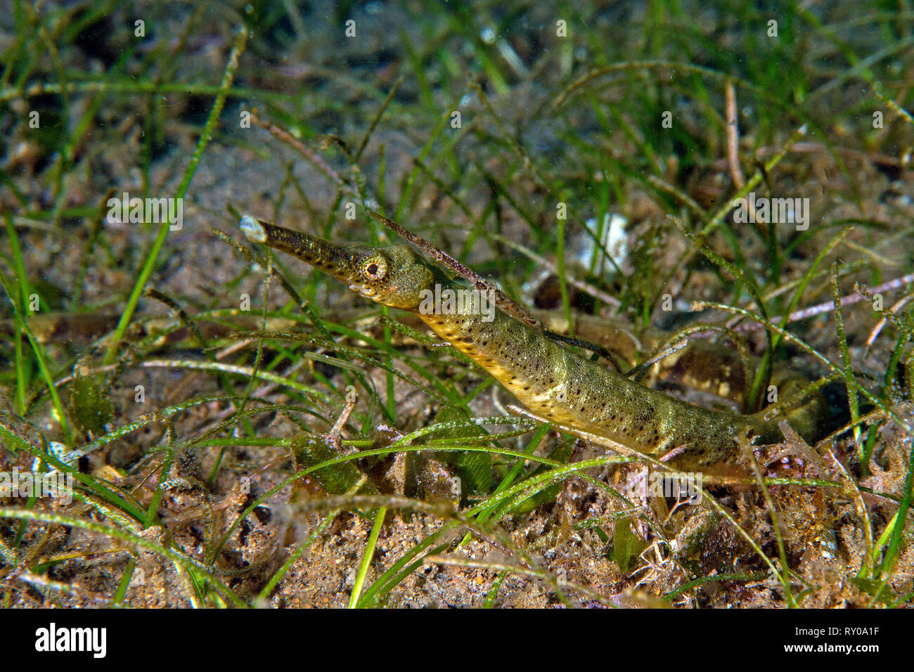 Short-tailed Seenadeln oder doppelseitige Seenadeln (Trachyrhamphus bicoarctatus) zwischen Meer Gras, Negros, Visayas, Philippinen Stockfoto
