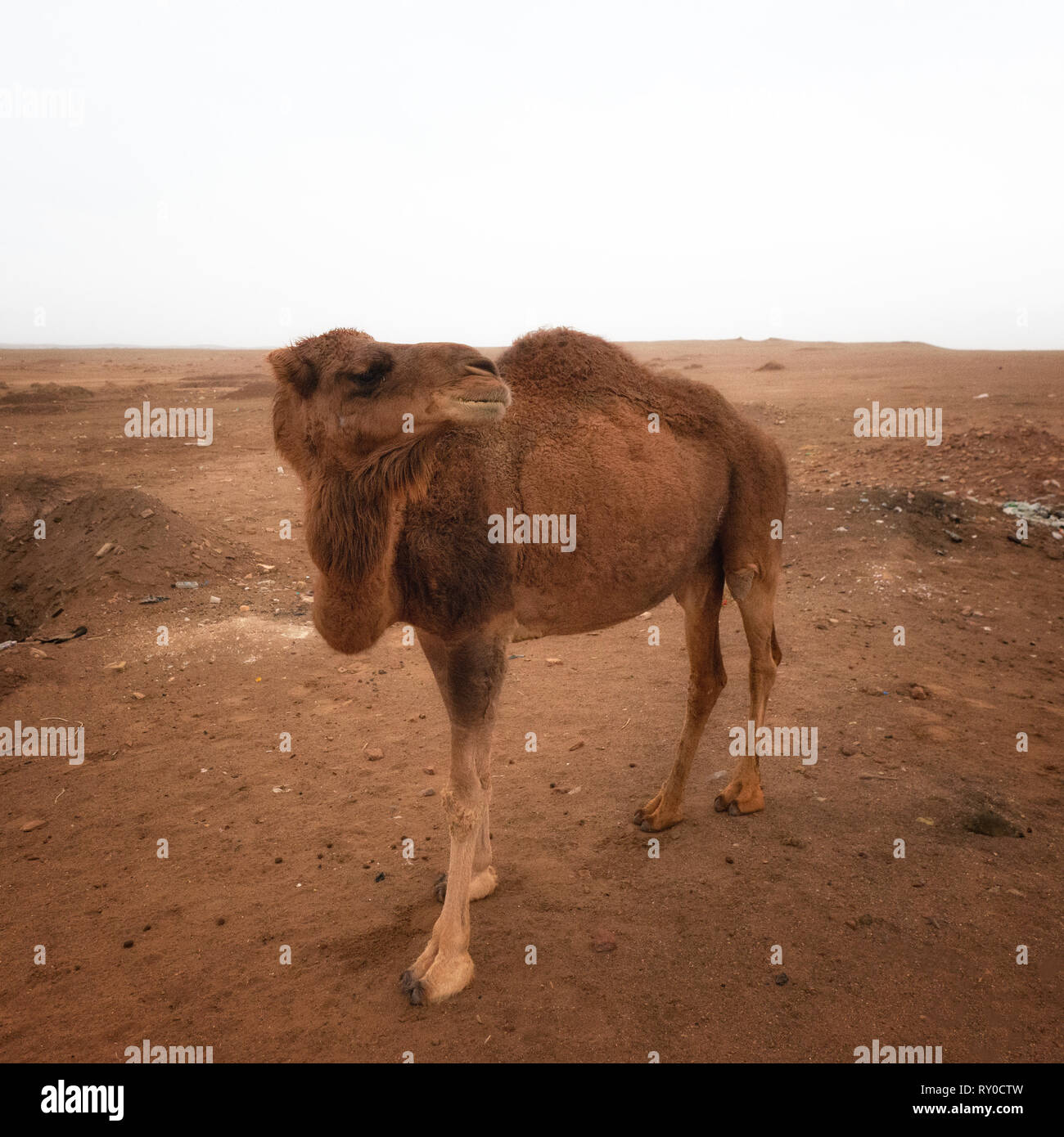 Dasht-e Lut Wüste in den östlichen Iran im Januar 2019 genommen, hdr genommen Stockfoto