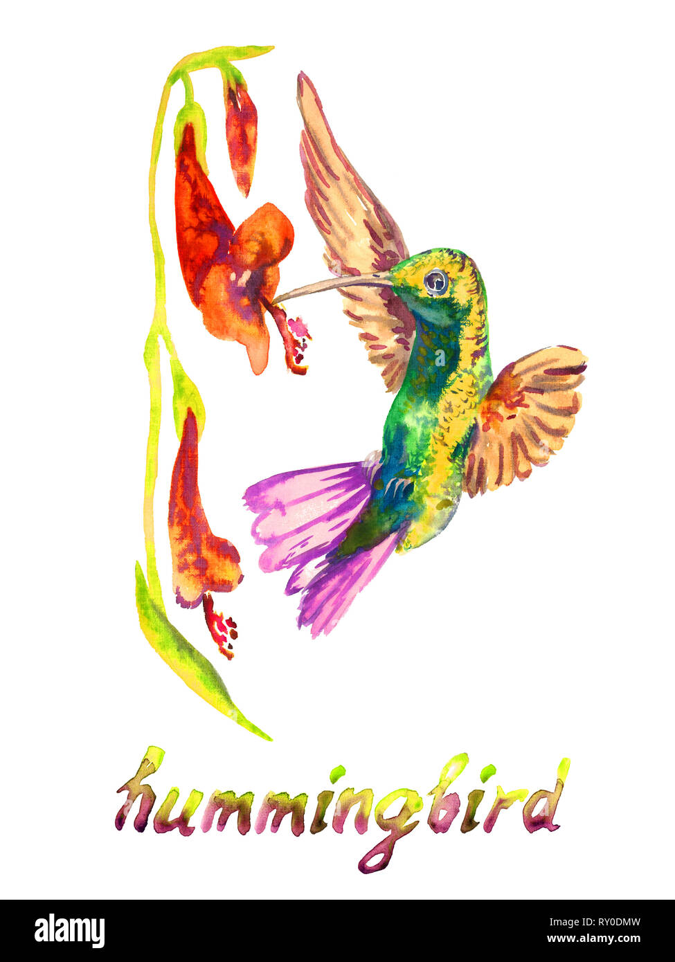 Kolibri Nektar aus Essen rote Blume, isolierte Handgemalten Aquarell Abbildung mit handschriftlichen Aufschrift Stockfoto