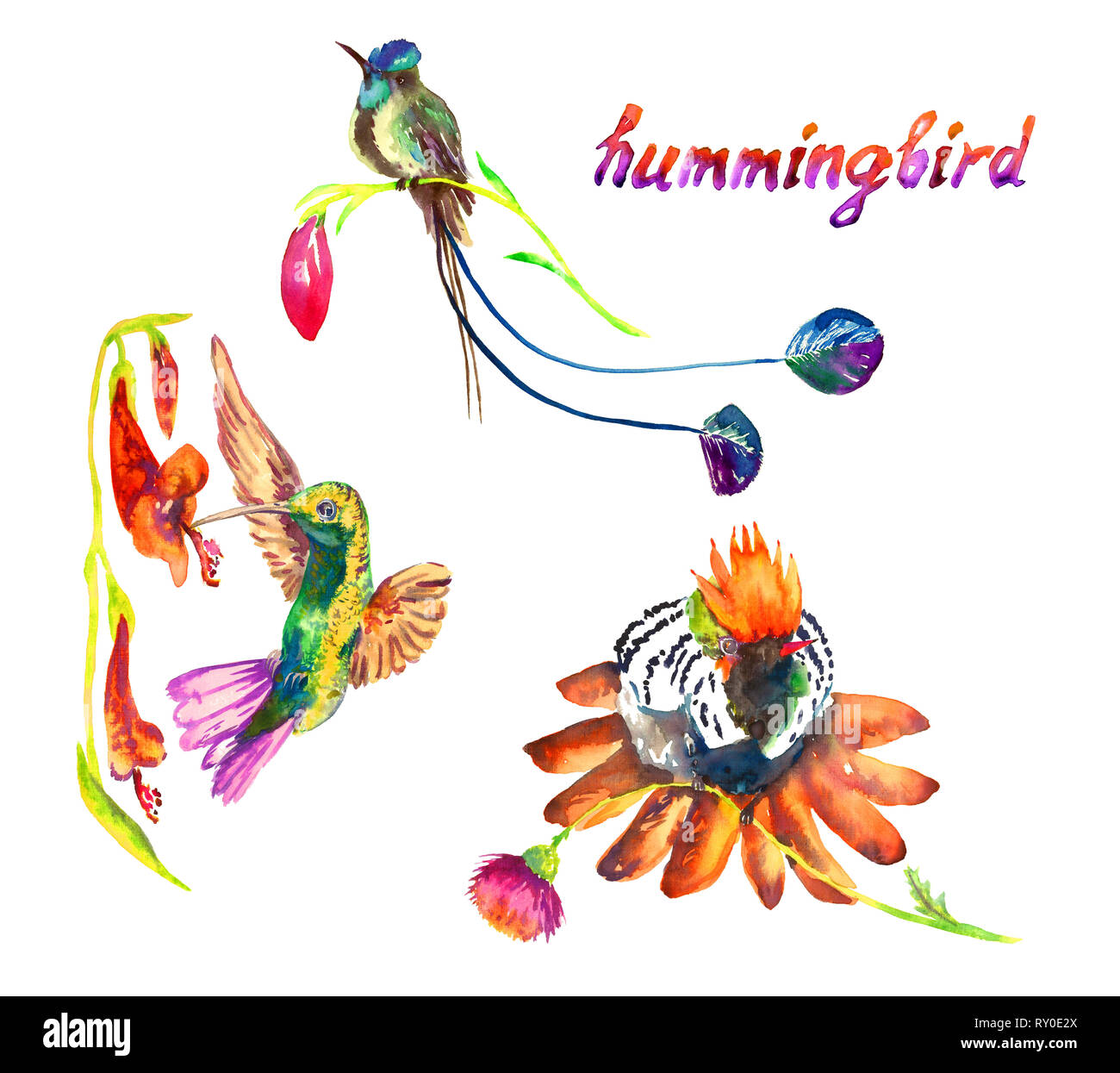 Kolibris set Essen Nektar von rote Blume und sitzen auf Blütenknospen, isolierte Sammlung Handgemalten Aquarell Abbildung Stockfoto