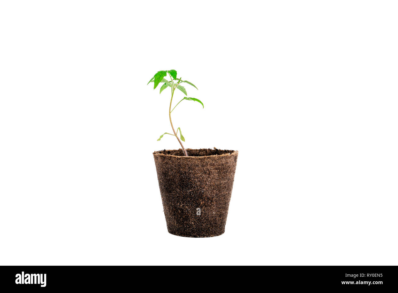 Pflanze Tomaten isoliert auf weiss Stockfoto