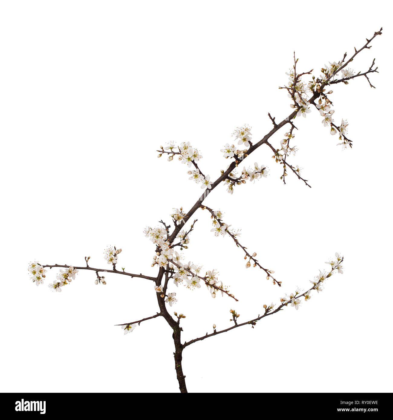 Prunus spinosa, Schlehe aka Schlehe blühen im Frühling, auf weißem Hintergrund. Weiße Blumen zarten, Studio gedreht. Stockfoto