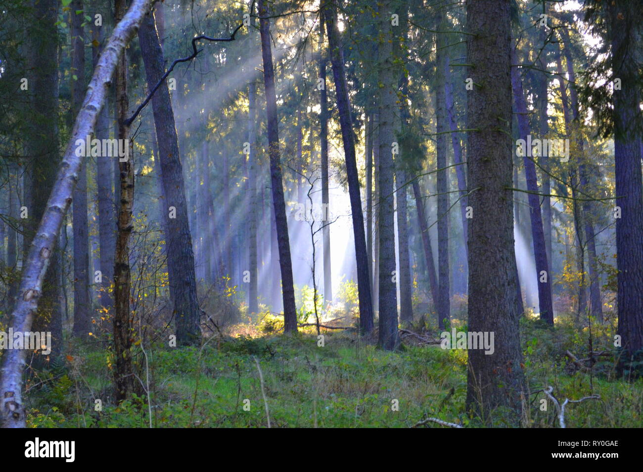 Zauberwald Stockfoto