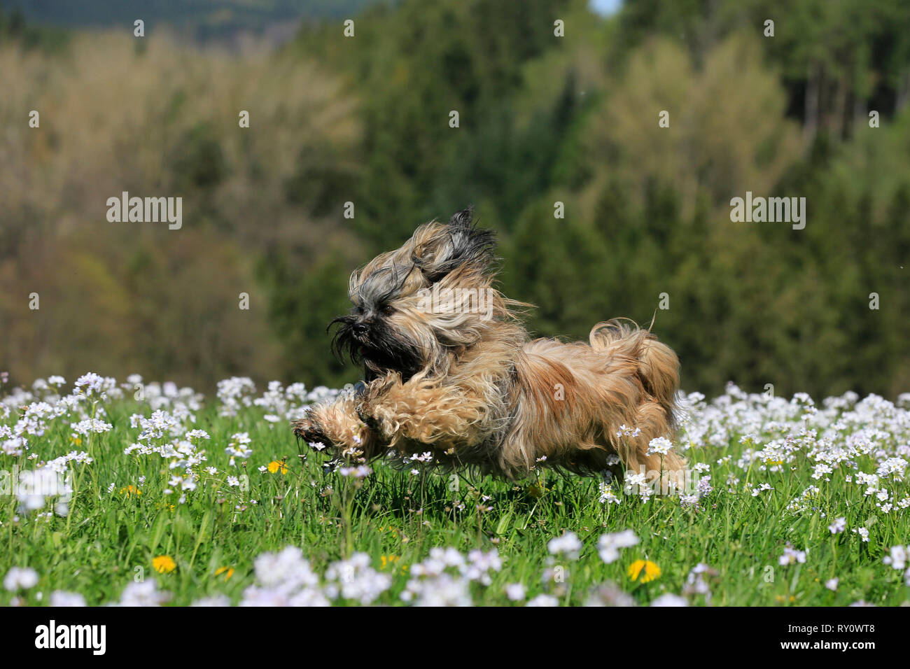 Lhasa Apso, Deutschland Stockfoto