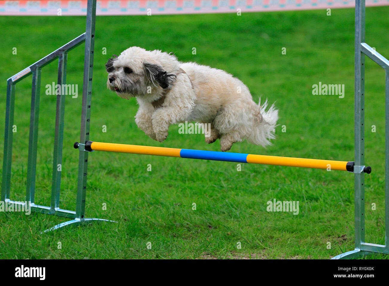 Hundesport Agility, Hund im gefederten Stockfoto