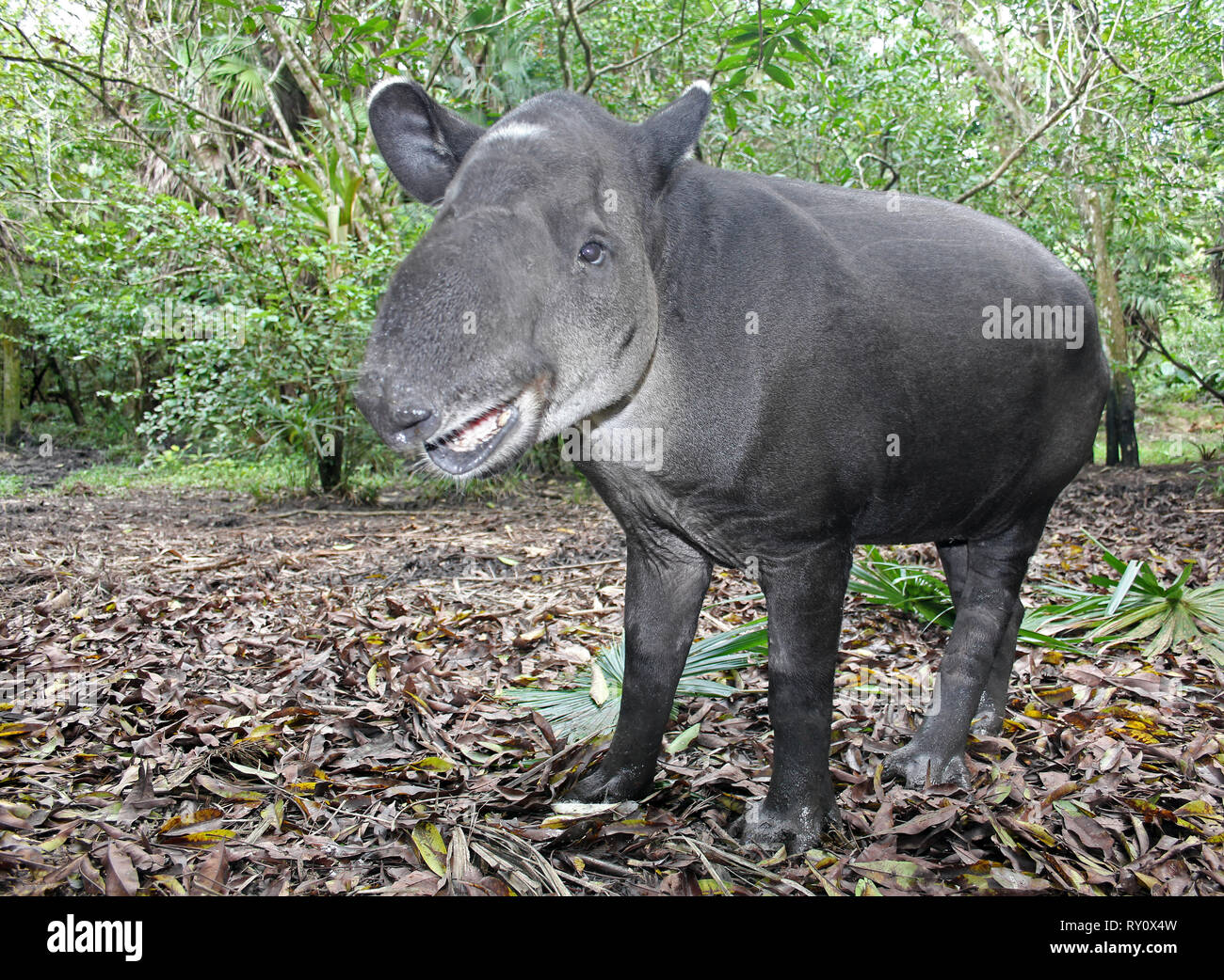 Baird Tapir Tapirus bairdii Stockfoto