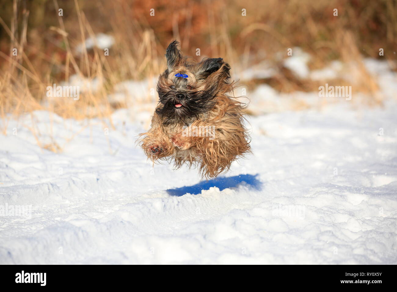Lhasa Apso, Deutschland Stockfoto