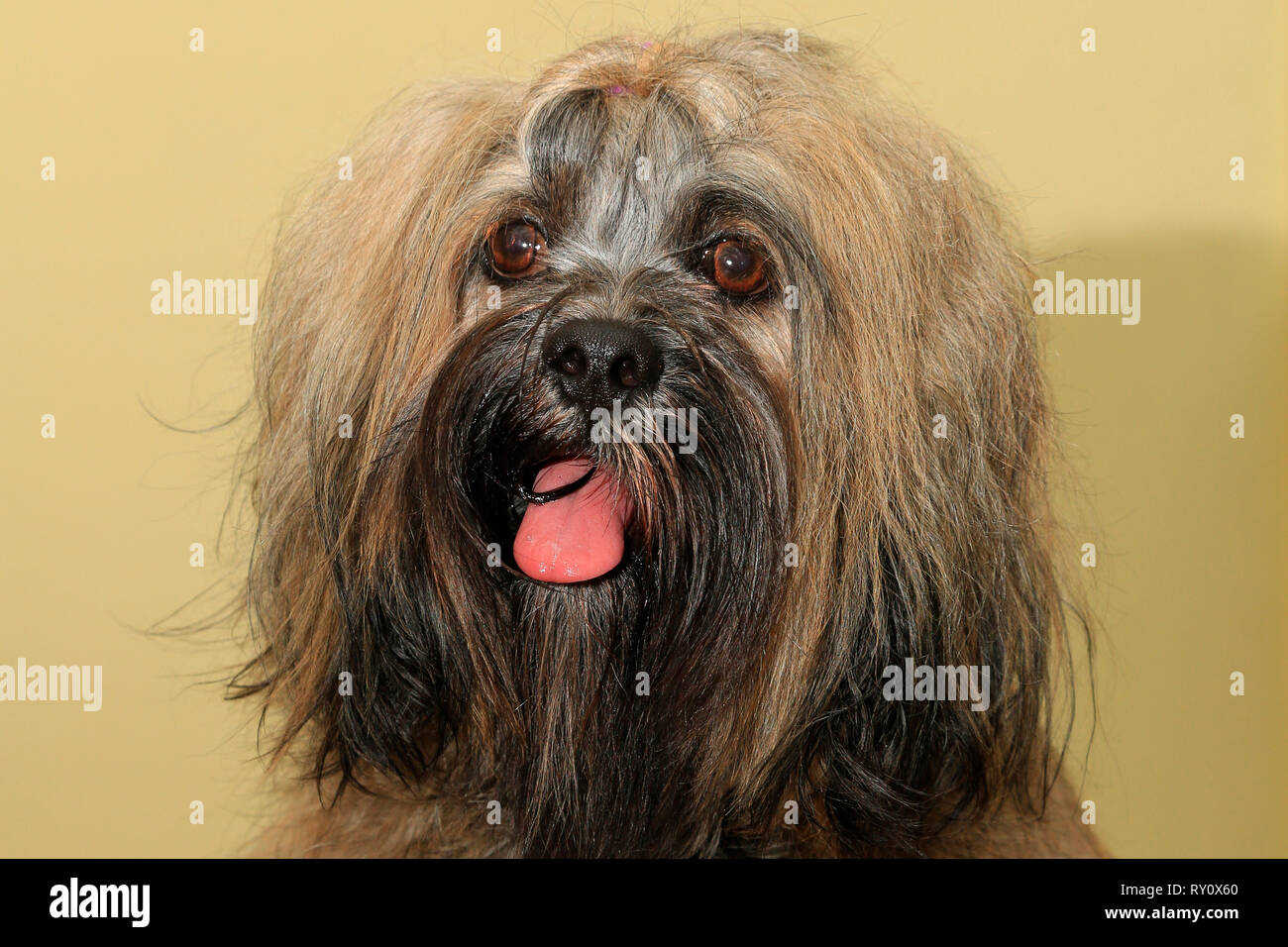 Lhasa Apso, Deutschland Stockfoto
