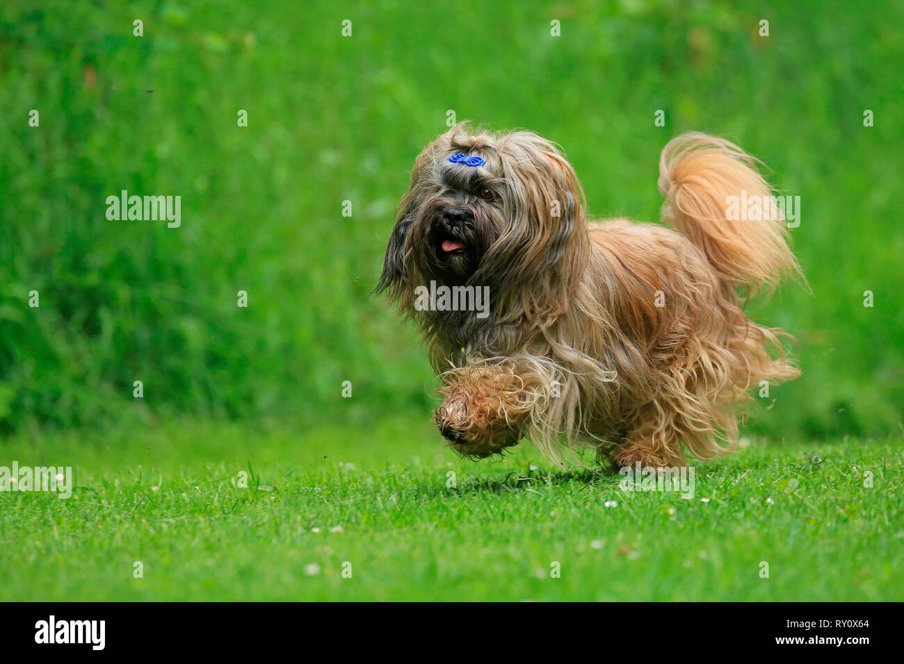 Lhasa Apso, Deutschland Stockfoto