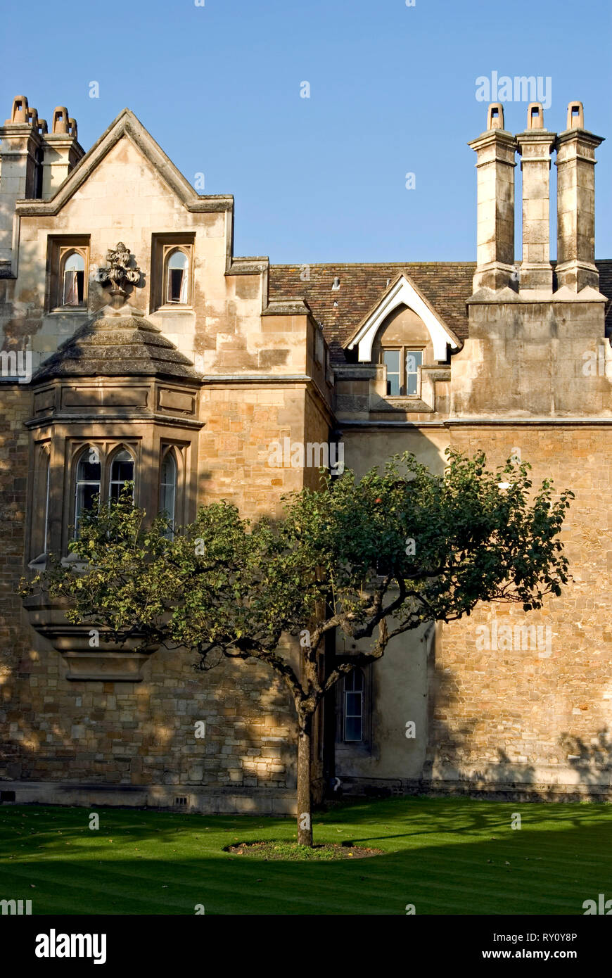 Newton's Apple Tree, Cambridge Stockfoto