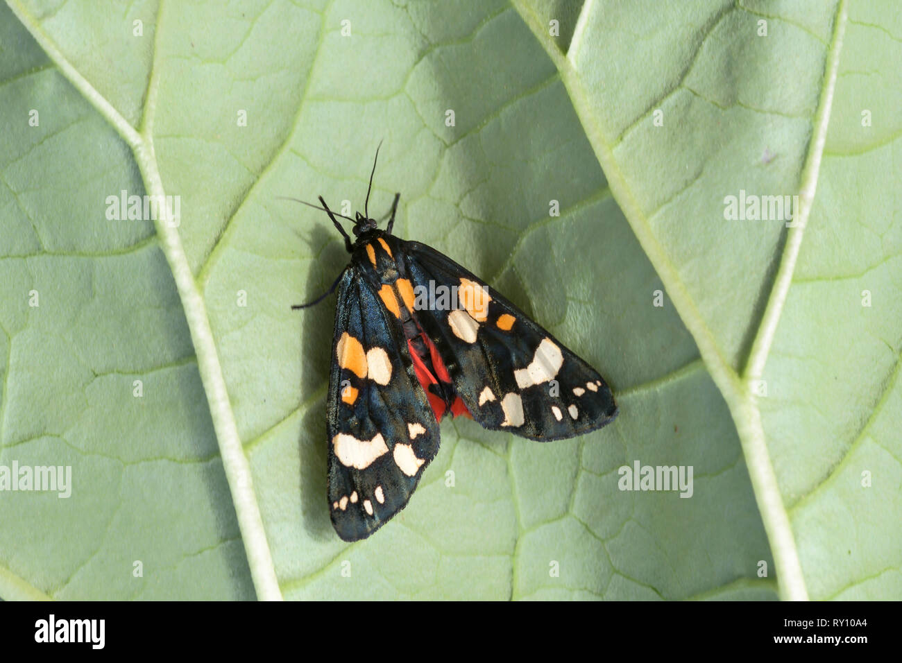 Scarlet Tiger Moth, Niedersachsen, Deutschland, (Callimorpha dominula) Stockfoto