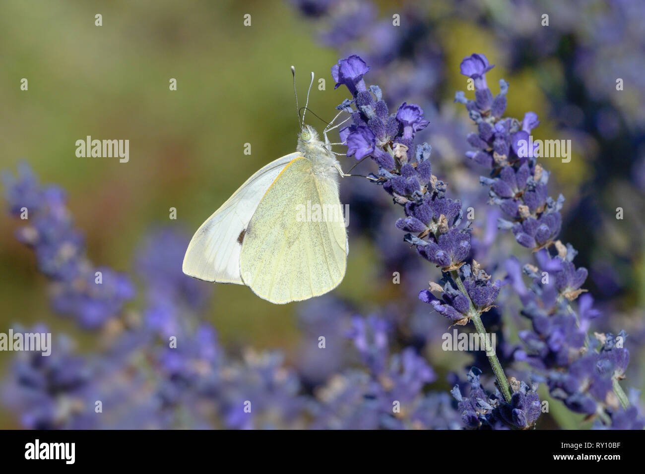 Große, weiße, Kohl weiß, Lavendel, Niedersachsen, Deutschland, (Pieris brassicae), (Lavandula angustifolia) Stockfoto