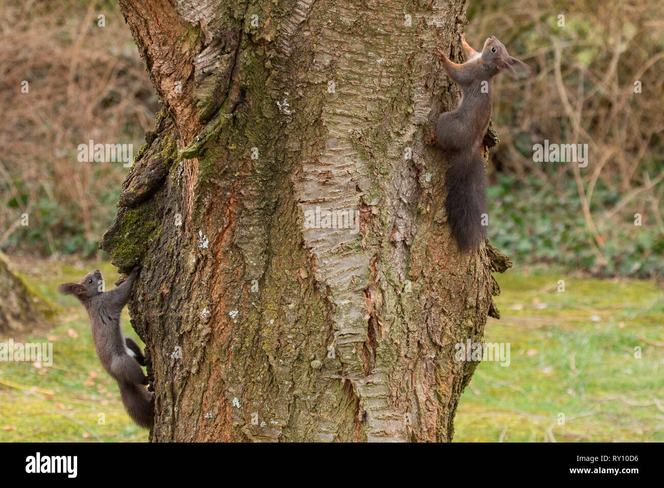 Rote Eichhörnchen (Sciurus vulgaris) Stockfoto