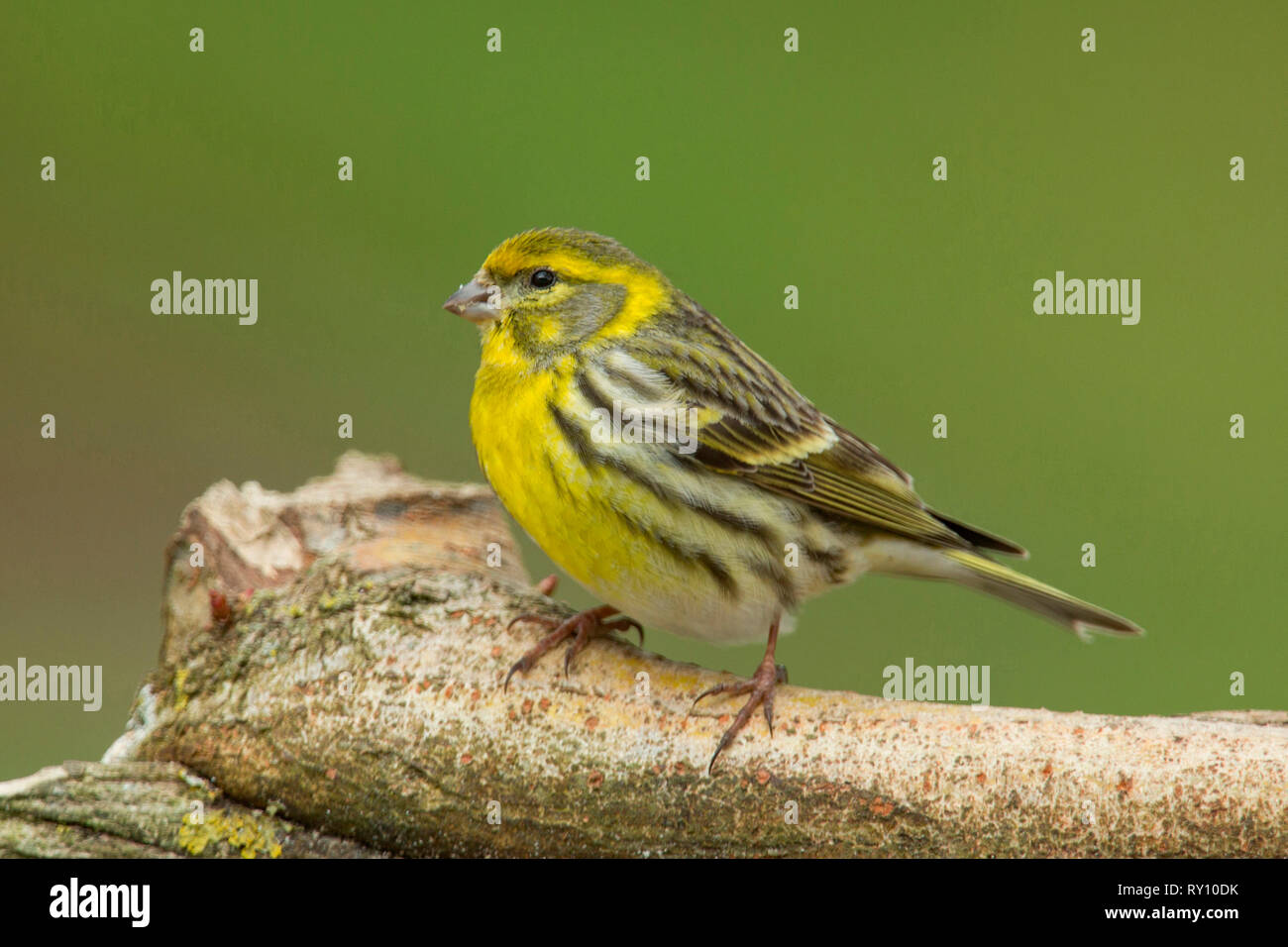 Europäische Serin, männlich, (Serinus serinus) Stockfoto