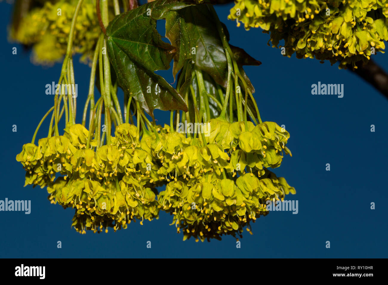 Breitblättrige Linde (Tilia platyphyllos) Stockfoto