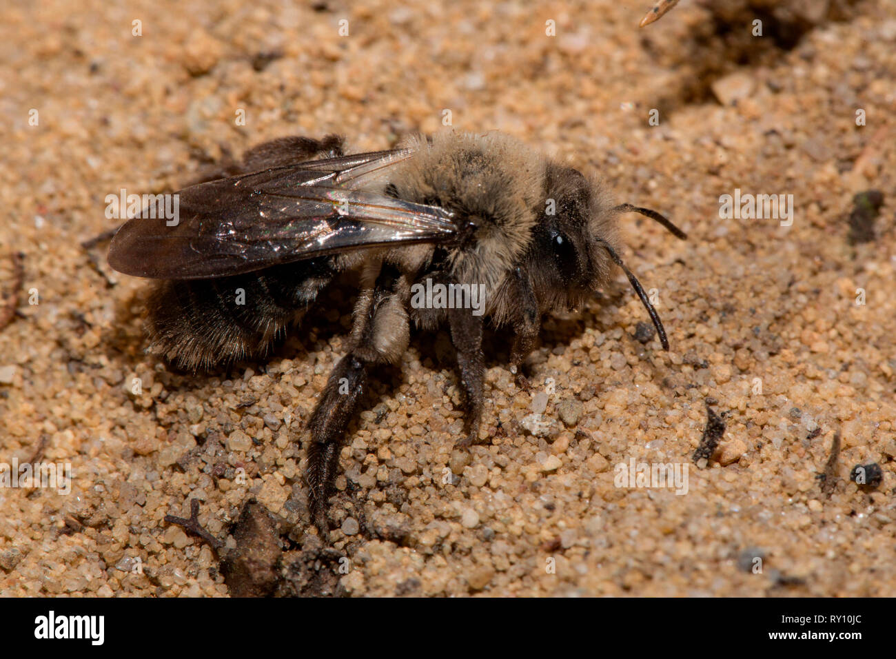 Grau unterlegt - Bergbau - Biene, (Andrena vaga) Stockfoto