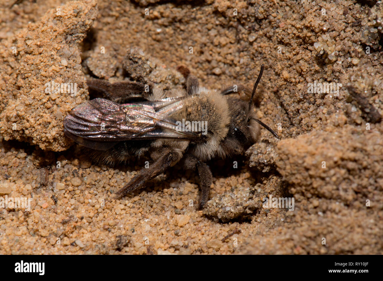 Grau unterlegt - Bergbau - Biene, (Andrena vaga) Stockfoto