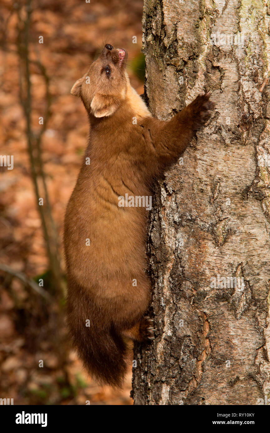 Europäische Baummarder (Martes martes) Stockfoto