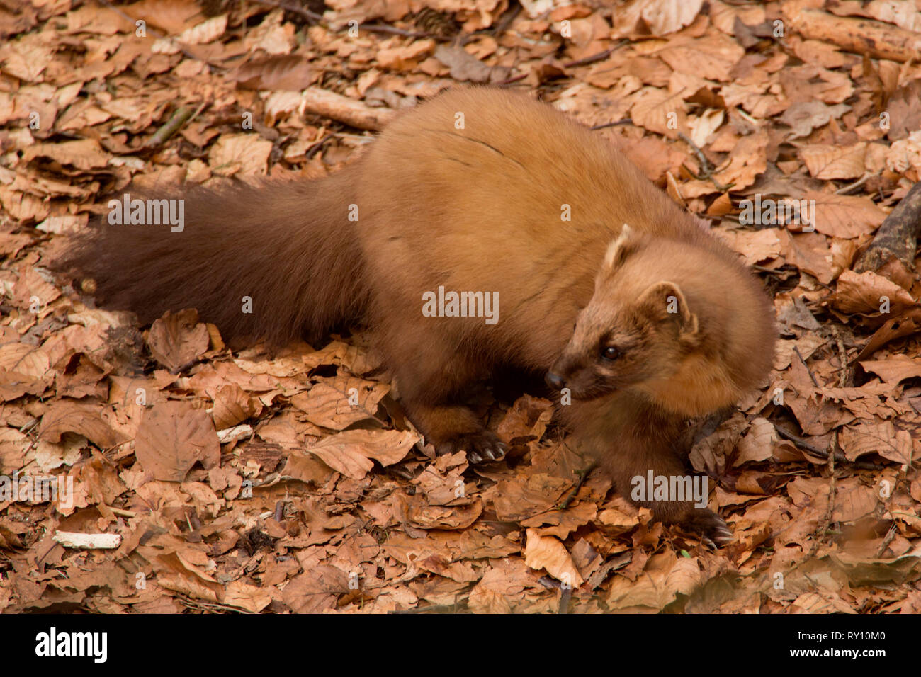 Europäische Baummarder (Martes martes) Stockfoto