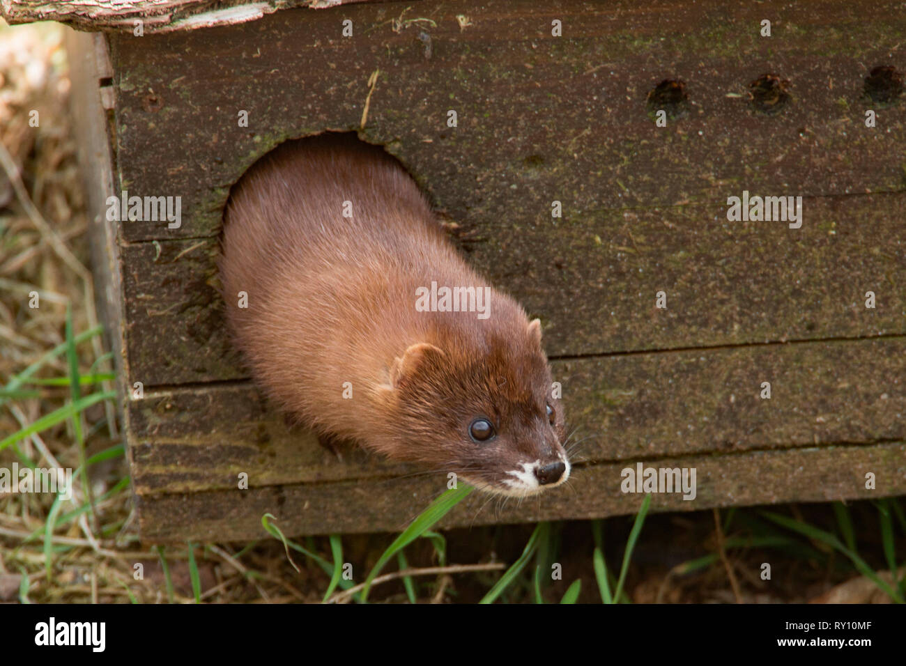 Europäischer Nerz (Mustela lutreola) Stockfoto