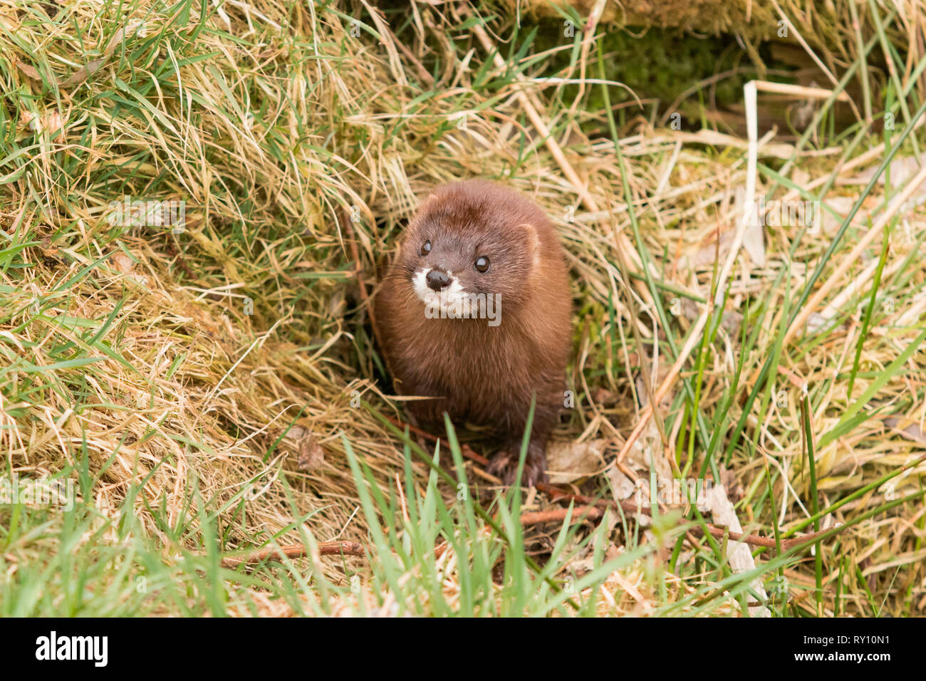 Europäischer Nerz (Mustela lutreola) Stockfoto