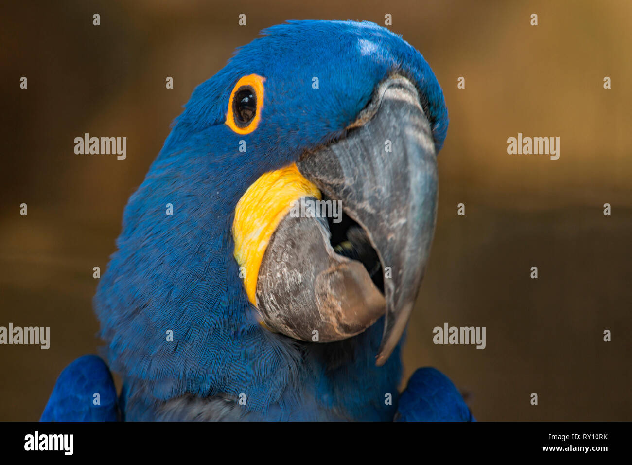 Hyazinthe (Anodorhynchus hyacinthinus) Stockfoto