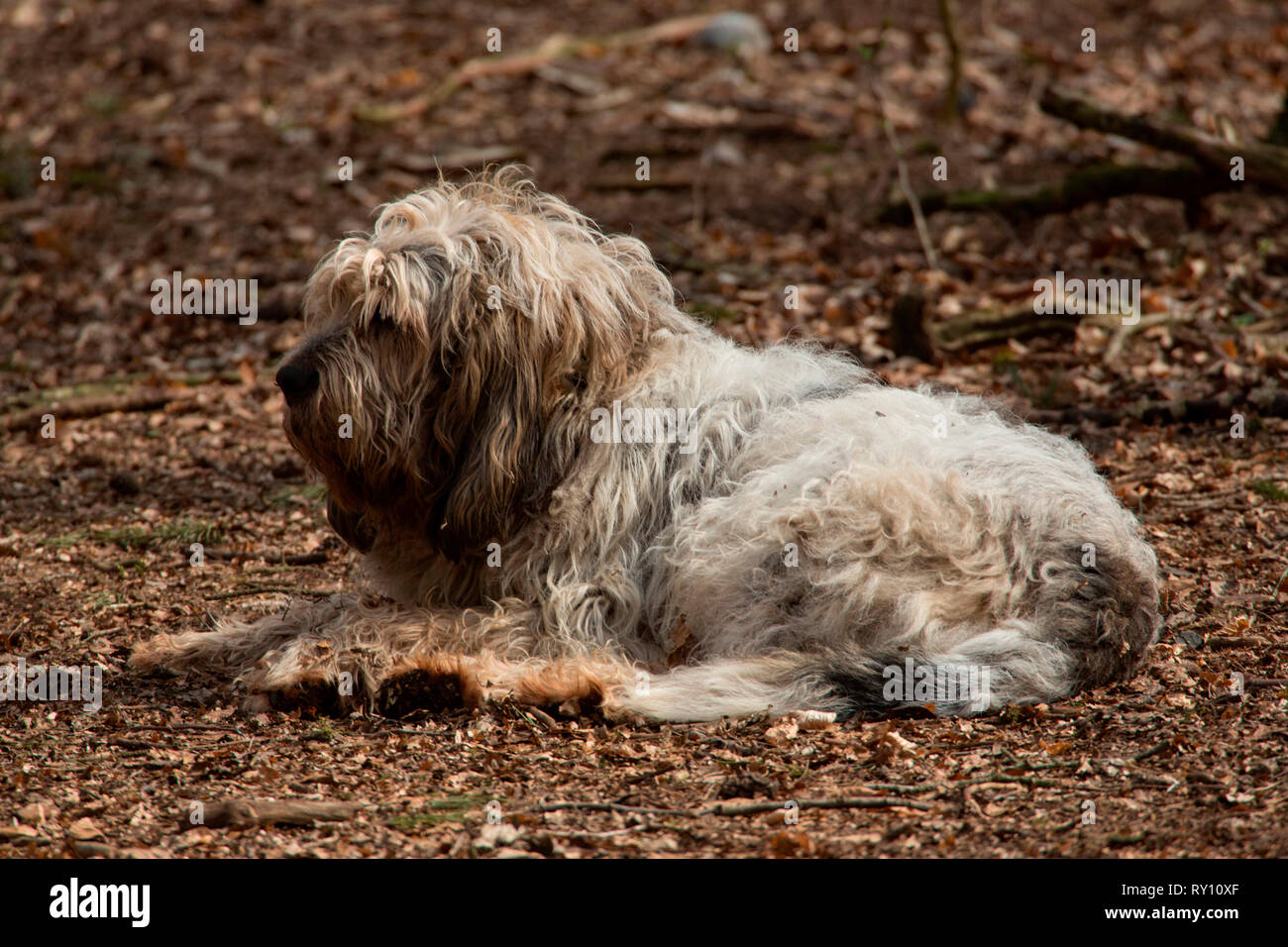 Otterhound Stockfoto