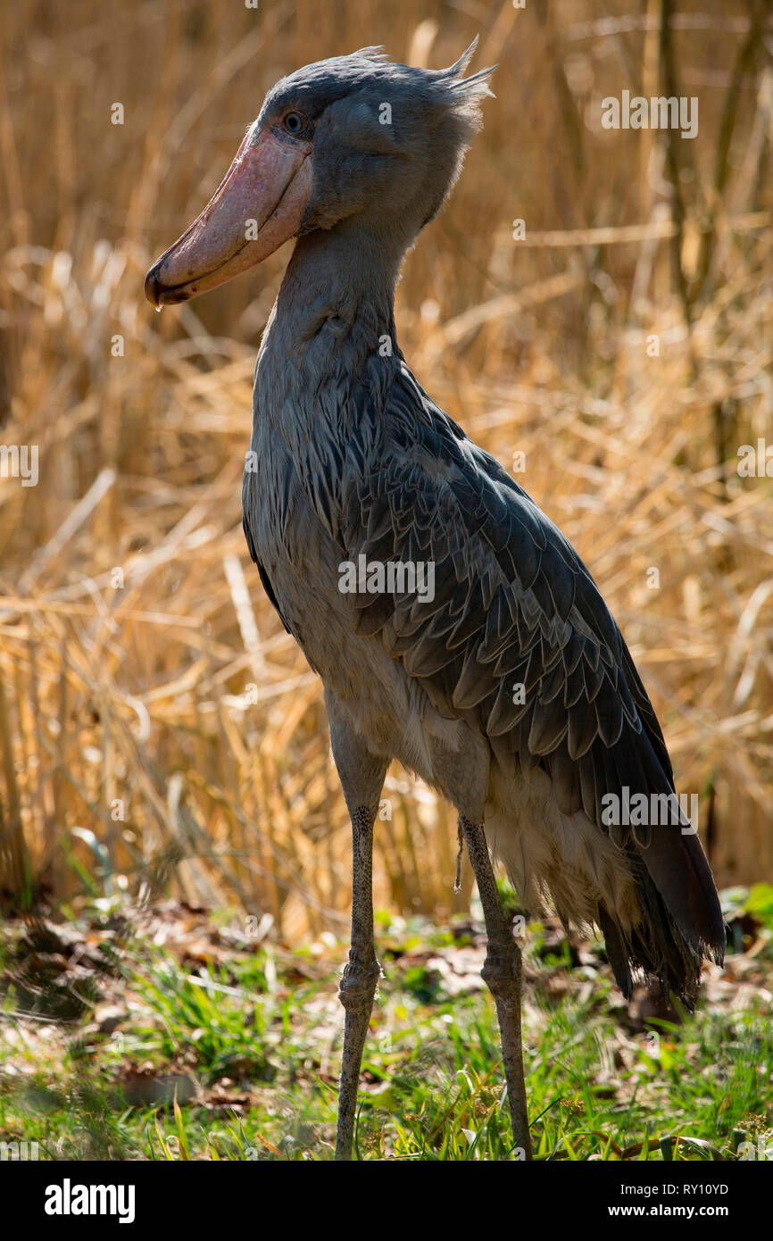 Schuhschnabel, (Balaeniceps Rex) Stockfoto