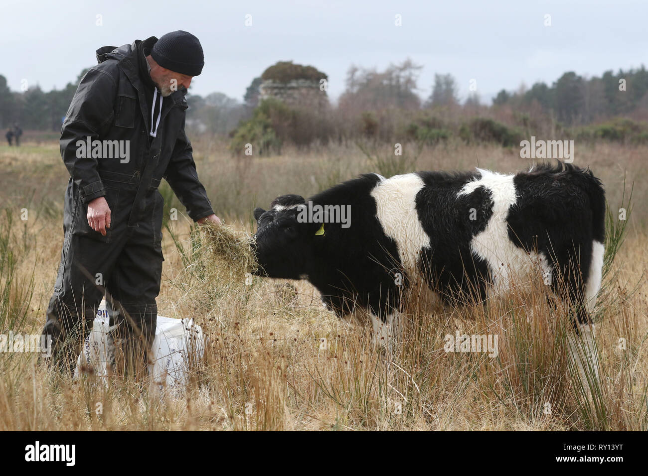 (Fotos vom 7. März 2019 entnommen) eine von Schottlands wichtigen historischen Stätten hat ein Team von ungewöhnlichen Gründen keepers in Form von vier Shetland Vieh begrüßt. Die seltene schwarze und weiße Kühe müssen als Teil einer Erhaltung Projekt bei Culloden Schlachtfeld in der Nähe von Inverness ausgearbeitet worden. Drei-jährige Erwachsene Una und Mond, und ihre Kälber Duna und Dione, wird mit Trampling Heidekraut und ihren Weg durch die harte Gräser kauend auf dem Schlachtfeld beauftragt werden. Credit: Andrew Smith/Alamy leben Nachrichten Stockfoto