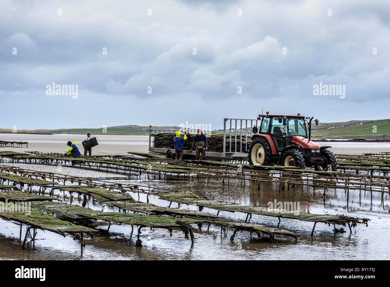 Ballyganney, County Donegal, Irland. 11. März 2019. Arbeiten an Austernbänke, einer der wichtigsten Ausfuhren der Donegal in EU-Länder und von Brexit bedroht. Credit: Richard Wayman/Alamy leben Nachrichten Stockfoto