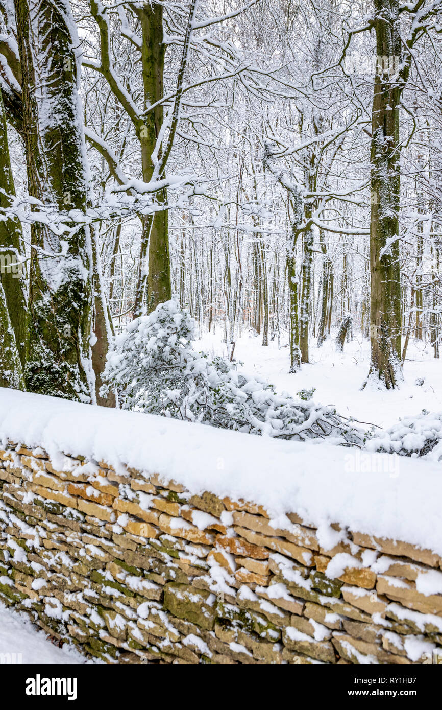 Schnee bedeckt Buche Wäldern in der Nähe von Cotswold Stadt Wotton Under Edge, Gloucestershire, Großbritannien Stockfoto