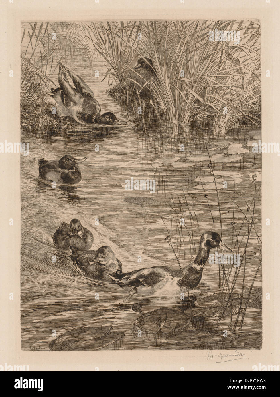 Enten am Spiel, C. 1870. Félix Bracquemond (Französisch, 1833-1914). Ätzen und drypoint; Blatt: 39,6 cm (21 3/4 x 15 9/16 55,3 x in.); Plattenrand: 33,8 x 24,4 cm (13 5/16 x 9 5/8 in Stockfoto